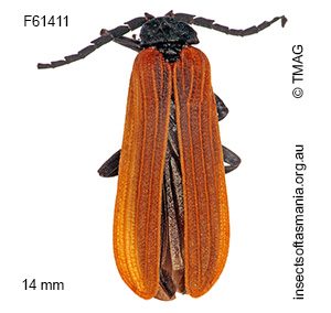 Xylobanus simplicicornis