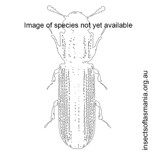 Species image