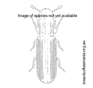Bitoma serricollis