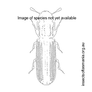 Enhypnon cordicollis