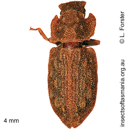 Species image