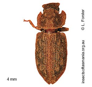 Ablabus integricollis