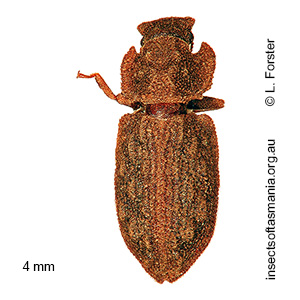 Ablabus integricollis