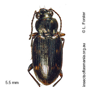Bembidion brullei