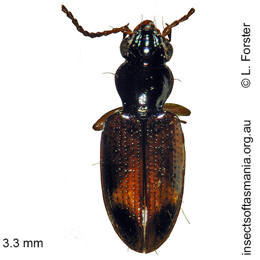Species image