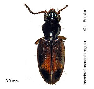Bembidion proprium
