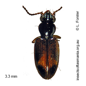 Bembidion proprium