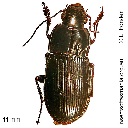 Species image