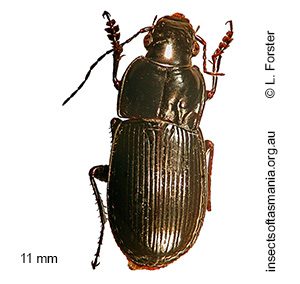 Calyptogonia lynetteae