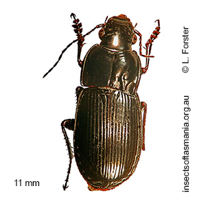 Calyptogonia lynetteae