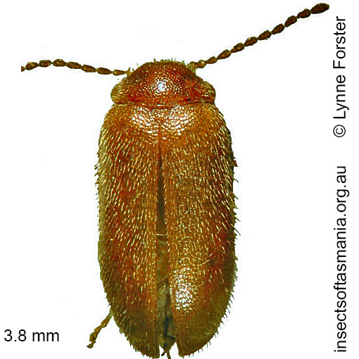 Species image