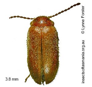 Chameloscyphon huonensis