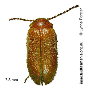 Chameloscyphon huonensis