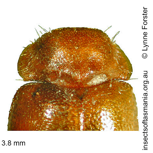 Species image