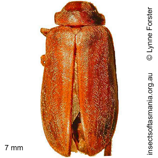 Species image