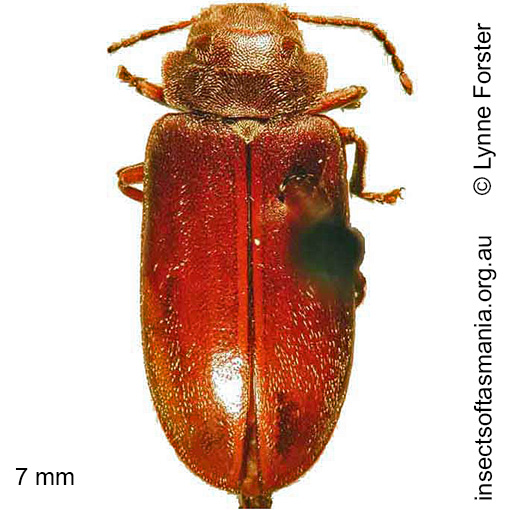 Species image