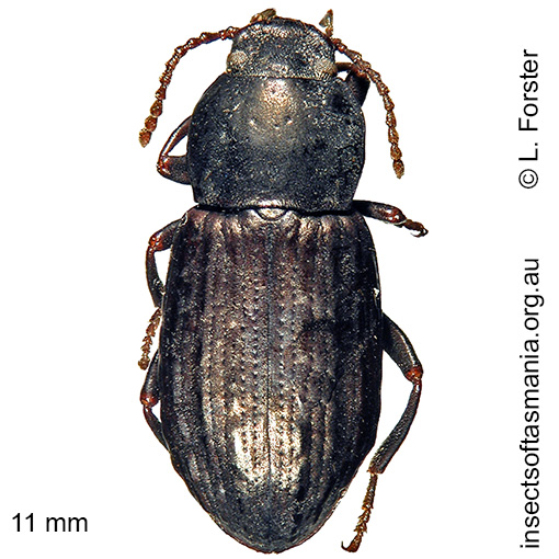 Species image