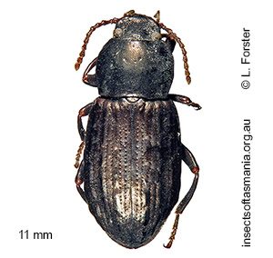 Diemenoma nodulosa