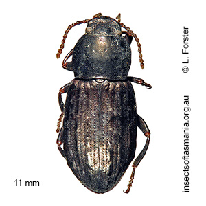 Diemenoma nodulosa