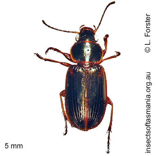 Species image
