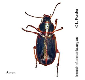 Egadroma piceum