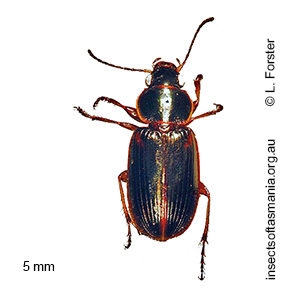 Egadroma piceum