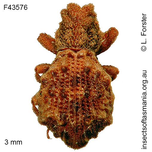 Species image
