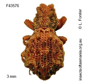 Enhypnon punctatum