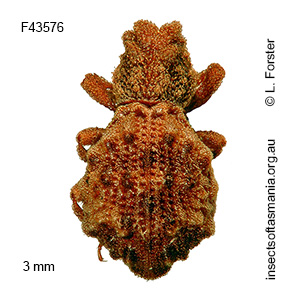 Enhypnon punctatum