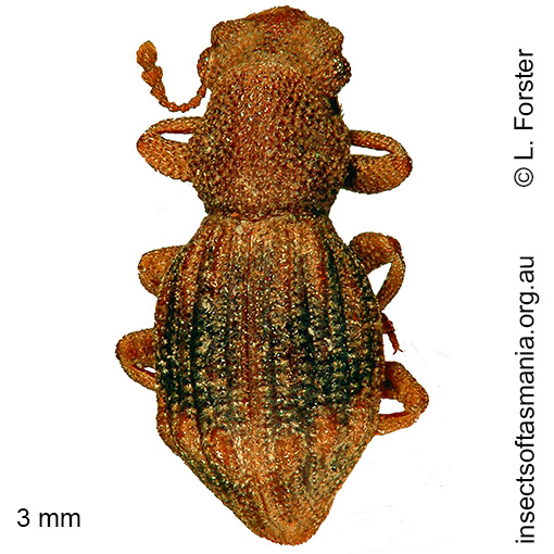 Species image