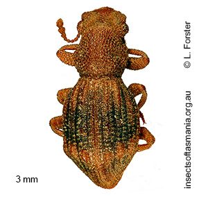 Enhypnon simplex