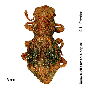 Enhypnon simplex