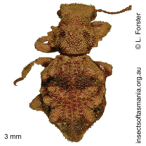 Species image