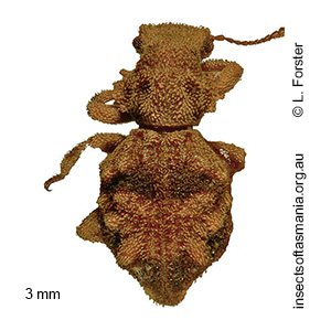 Enhypnon squamosum