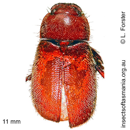 Species image