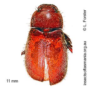 Heteronyx rufomarginatus