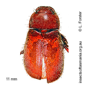 Heteronyx rufomarginatus