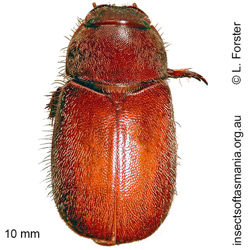 Species image