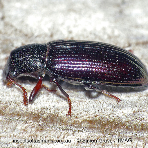 Species image