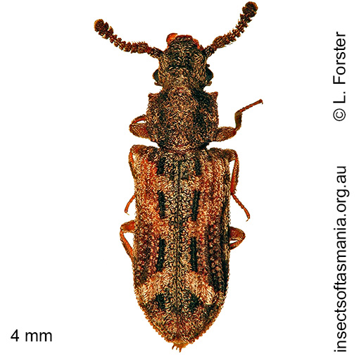 Species image