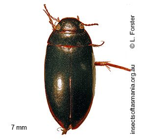 Megaporus hamatus