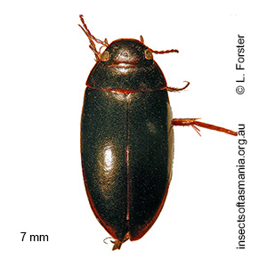 Megaporus hamatus