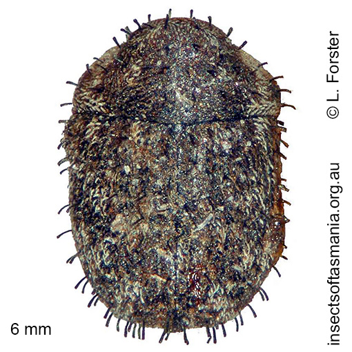Species image