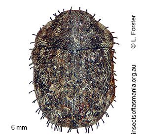 Microchaetes TFIC sp 01