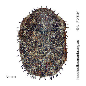 Microchaetes TFIC sp 01