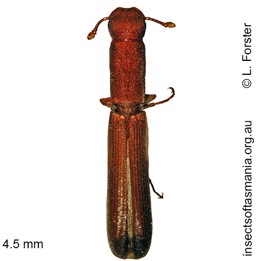 Species image