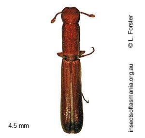 Nematidium poggii