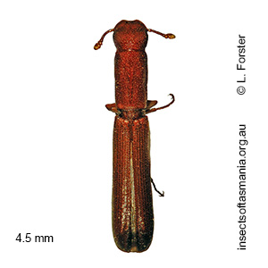 Nematidium poggii