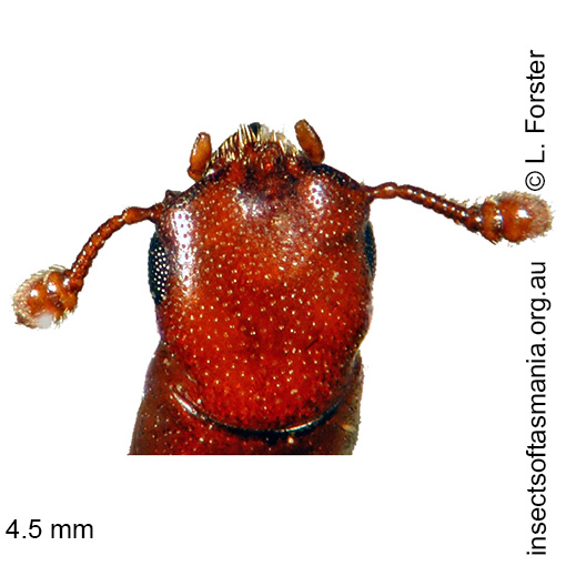 Species image