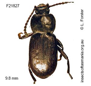 Nolicima ANIC sp AD60